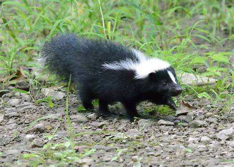Why do skunks spray under the house? How to get rid of skunk smell in house | Home HowTo