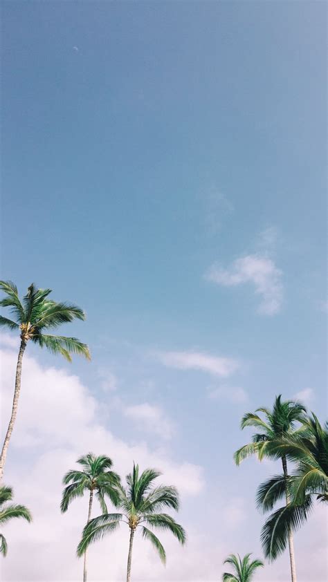 Download Wallpaper 1080x1920 Palm Trees Tropics Sky Branches Leaves