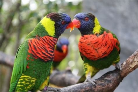 But in my opinion, features films are better. HD Animals: Australian parrots