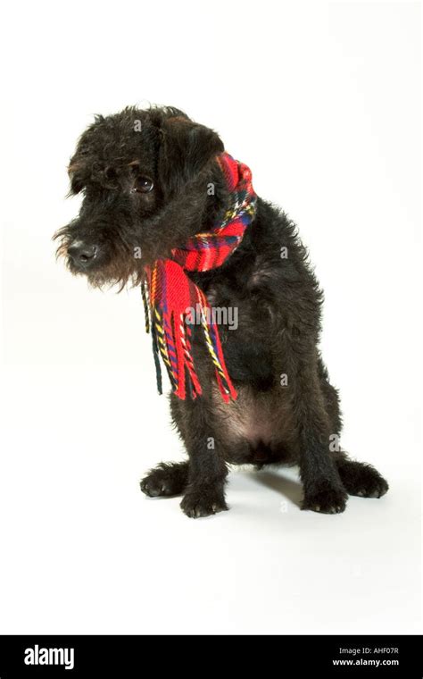 Black Dog Wearing Scarf Stock Photo Alamy