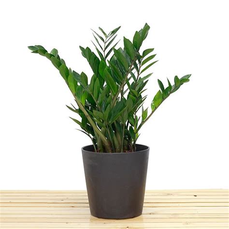 Indoor plants, water plants, flowering plants, cactus and succulents, tree plants, medicinal and plants. Zamioculcas Zamiifolia |Buy Plants Online in Bangalore ...