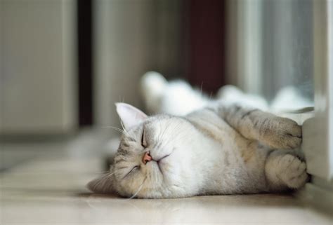 Cutest Photos Of Kittens Sleeping Readers Digest