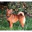 Finnish Spitz Breed Guide  Learn About The