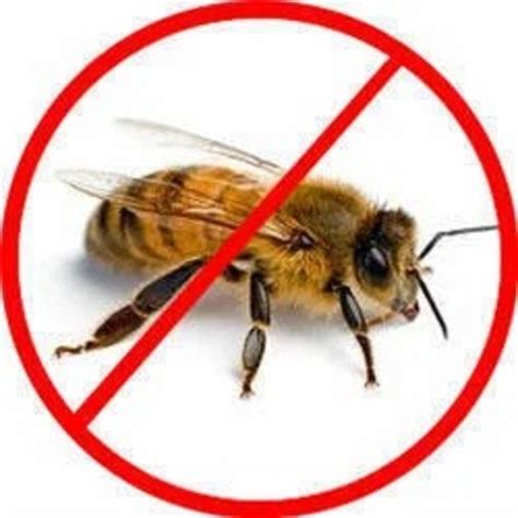 Honey Bee Pest Control Service At Best Price In Mumbai Id 2850706868562