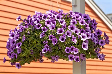 Good Flowers For Hanging Baskets 15 Beautiful Flower Hanging Baskets