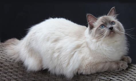 5 Most Beautiful Cat Breeds