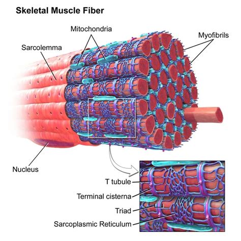 The weakest skeletal muscle (i.e., excluding smooth muscle) is probably the stapedius muscle (see the bottom right label). Sarcomere - Definition, Structure, Function and Quiz ...