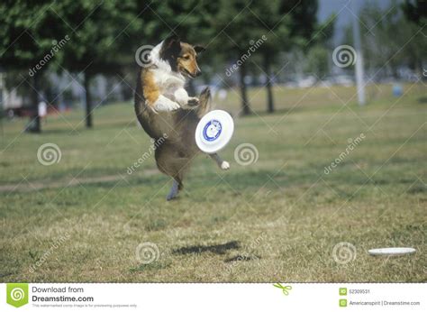 Hond Die Frisbee Mid Air In Hondsfrisbee Wedstrijd Westwood Los