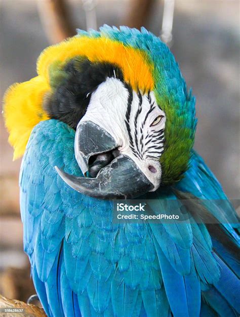 Macaw Is Sleeping Stock Photo Download Image Now Animal Animal