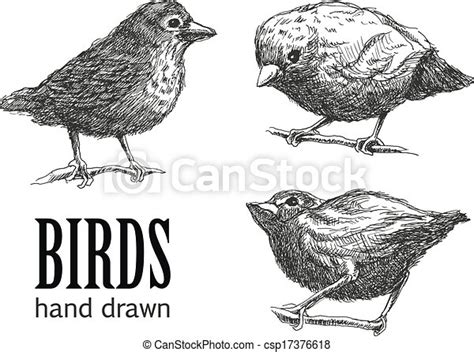 Collection Of Birds Vector Eps8 Collection Of Birds Vector Eps 8