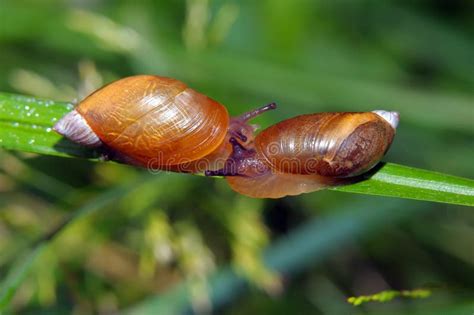 Two Big Snails Have A Sex Very Closeup View To Snail Sexual Actions Stock Image Image Of