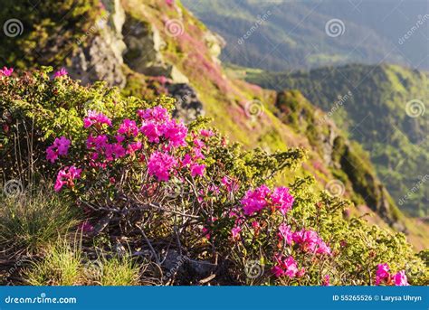 Pink Rhododendron Flowers On Summer Carpathian Mountains Stock Photo