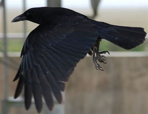 Raven Flying Raven Flying Raven Spirit Animal