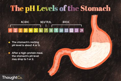 What Is The Ph Of The Stomach