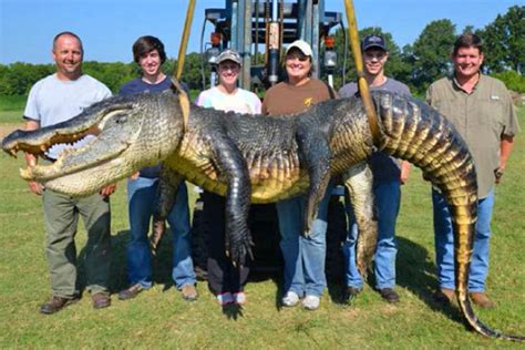 Mississippis Heaviest Alligator Record Broken With 727 Pounder