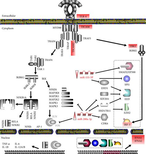 mir 155 5p and mir 200a 3p greatly influence tlr4 signaling pathways download scientific