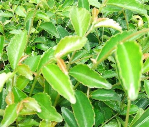 Peruuta peruuta seuraamispyyntösi käyttäjälle @eugenia_goya. PLANTS FOR HEDGE AND TOPIARY / POKOK PAGAR DAN POKOK BOLIH ...