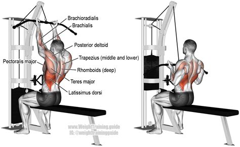 Reverse Grip Lat Pulldown A Compound Pull Exercise Main Muscles