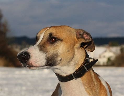 Hungarians, also known as magyars, are a nation and ethnic group native to hungary (magyarország) and historical hungarian lands who share a common ancestry, culture, history and language. Razze cani: Magyar Agar - Ungarischer Windhund