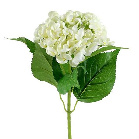 Hortensien gibt es in verschiedenen farben, darunter weiß, rosa, blau und. Hortensie 60cm Weiß-63278 preiswert online kaufen