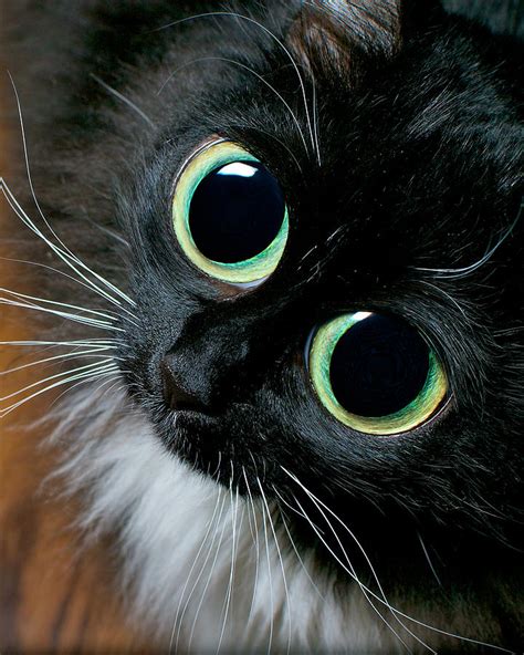 Huge Eyed Cat