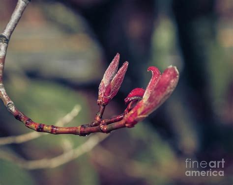 Japanese Maple Tree Buds Photograph By Claudia M Photography Pixels