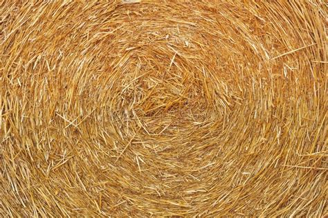 Straw Texture Stock Image Image Of Natural Biomass 58018091