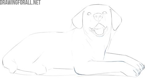 How To Draw A Lying Dog — Naive Pets