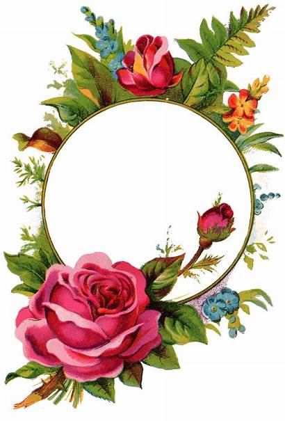 Rose Frame Clipart Frames Minimalist Roses Flower