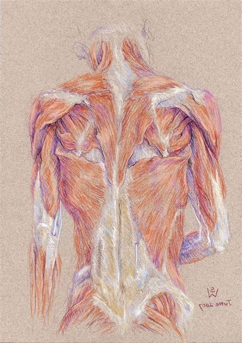 The deltoid is a large triangular shaped muscle which extends over the glenohumeral joint and which provides levator scapulae: Back Muscles and Shiny Mirror Tendons by Susan D White ...