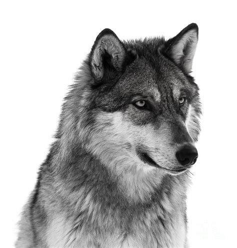 Black And White Wolf Photograph By Donna Crider Pixels
