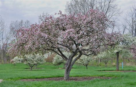 Growing Crabapple Trees How To Care For A Crabapple Tree