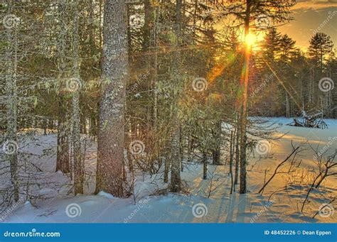 Winter Sunset In Woods Stock Photo Image Of Snowy Cold 48452226