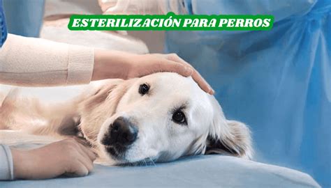 Esterilización Para Perros ¿por Qué Realizarlas Y Sus Beneficios