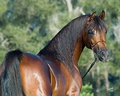 Today they are found in almost every part of the world. Pin by Suzanne Watkins on Horses | Arabian horse, Horses ...