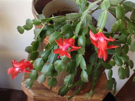 More blooms, propagate & identify holiday cacti. How to Care for a Christmas Cactus: 14 Steps (with Pictures)