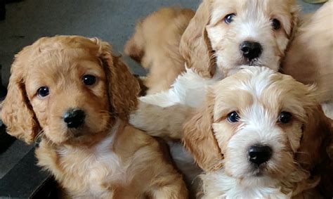 Cockapoo Apricot Puppies In Newmarket Suffolk Gumtree