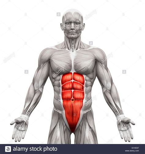 Each muscle bends trunk and turns anterior part of abdomen to same side. Rectus Abdominis - Abdominal Muscles - Anatomy Muscles ...