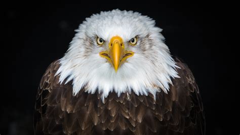 Bald Eagle 8k Hd Animals 4k Wallpapers Images Backgrounds Photos