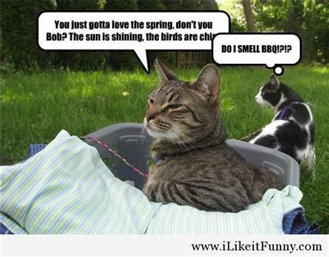 A broom cannot stand upright on its own due to the gravitational forces of saturn and venus on one day only— nasa even says in the summer of 2020, every citizen of earth was forced to ask themselves one question: Funny spring quotes and images 2014 | Funny cats, Cats, Cat comics
