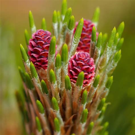 Maybe you would like to learn more about one of these? Pine Tree Flowers Photograph by Angie C