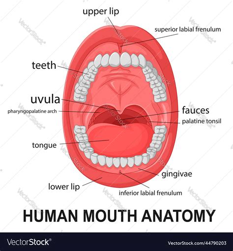 Human Mouth Anatomy Open Mouth With Explaining Vector Image