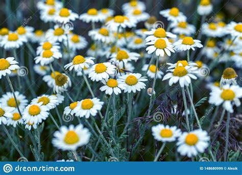 Bloom Chamomile Blooming Chamomile Field Chamomile Flowers On Meadow