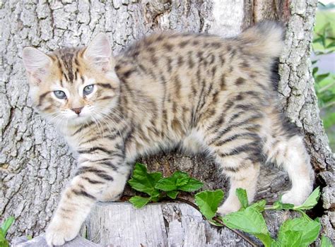 Healthiana American Bobtail Cats