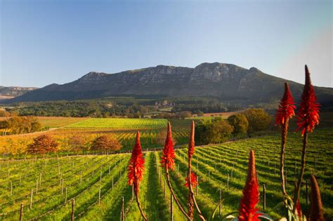 4 Winelands Must Sees Around Cape Town African Travel Desk