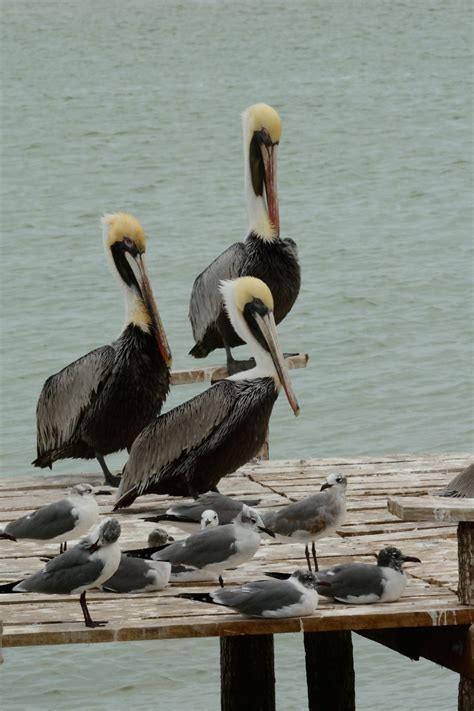 Безплатна снимка птица пеликан морски птици дивата природа клюн