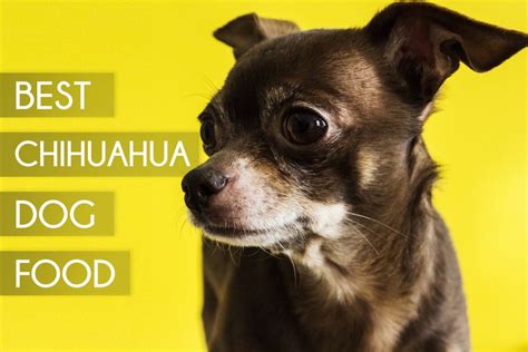 While bigger dogs will do fine with moderate levels of fat, a chihuahua's diet should only consist of about 5%. Top 5 Best Dog Foods For Chihuahuas 2017 Buyer's Guide