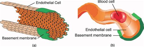 Identify The Two Types Of Capillaries With A Complete Endothelium