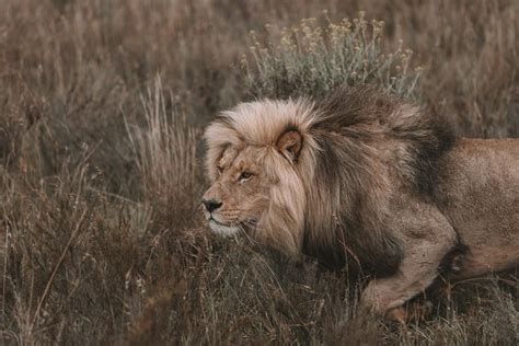 Lion Facts Characteristics Species Lifespan And More