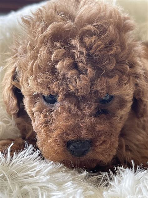 Tiny Female Ruby Purebred Toy Poodle Petsforhomes